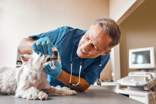 Best Emergency Denture Repair in Chapman, KS